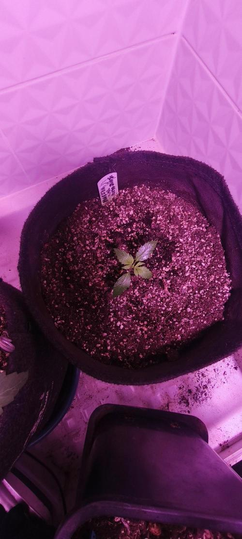 Exotics seed. Week 2 - Et l'amnesia xxl auto avec deux semaines de décalage 