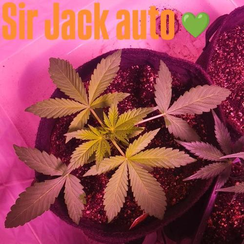 Exotics seed. Week 3 - Fin de 3eme semaines et rien à signaler elles sont heureuses 