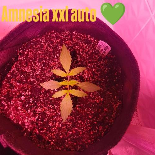 Exotics seed. Week 3 - Cette amnesia xxl autofloraison de sensibilisation Seed commence à accélérer