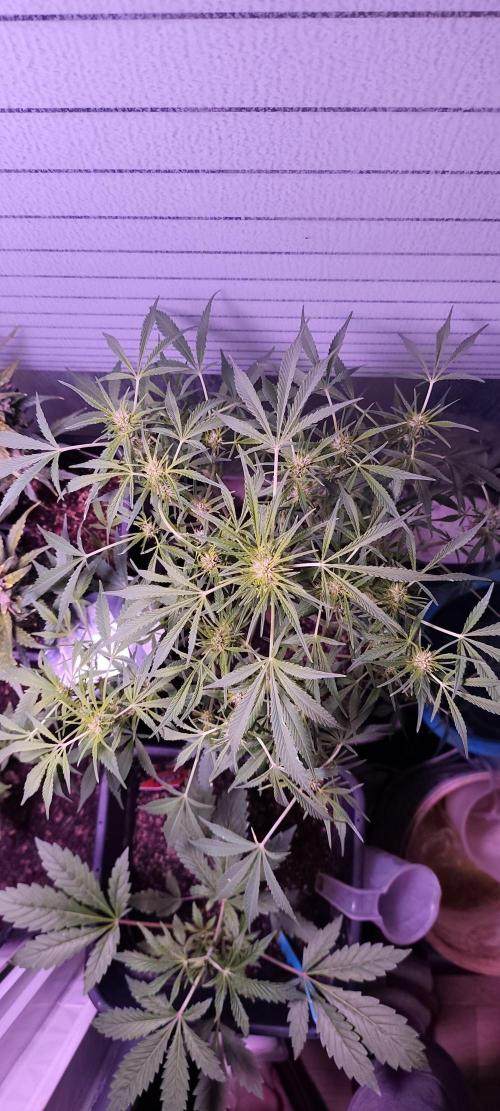 Exotics seed. Week 5 - La banana smash autofloraison qui débute ça floraison de belle manière, j'adore 