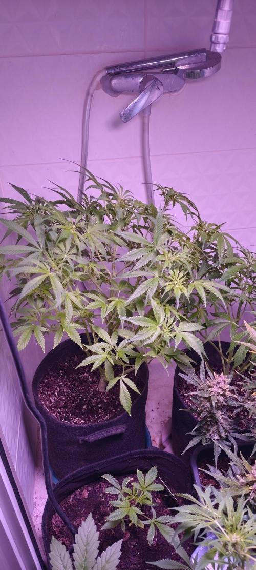 Exotics seed. Week 5 - Sir Jack autofloraison après une défoliation 