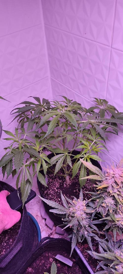 Exotics seed. Week 5 - Amnesia xxl autofloraison qui a bien rattrapé son retard 😳