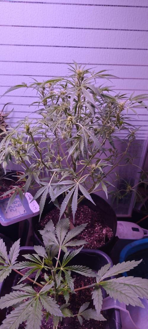 Exotics seed. Week 5