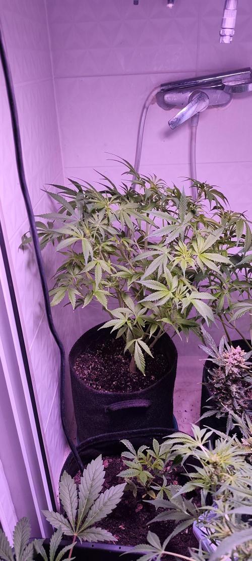 Exotics seed. Week 5