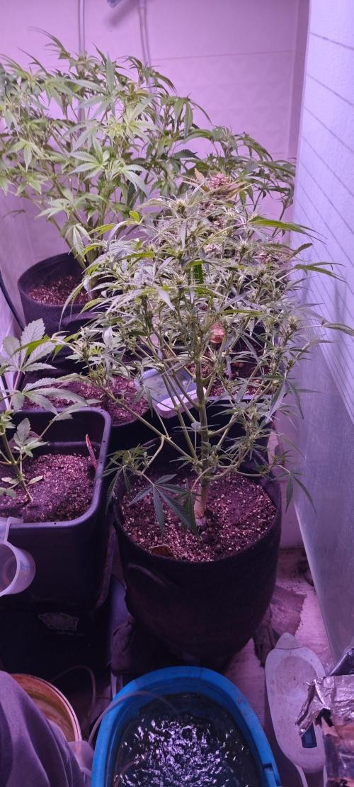 Exotics seed. Week 5 -   Banana smash autofloraison 