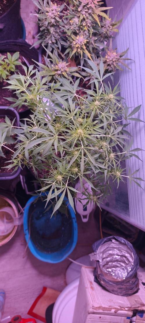 Exotics seed. Week 5 - Idem la banana smash autofloraison 