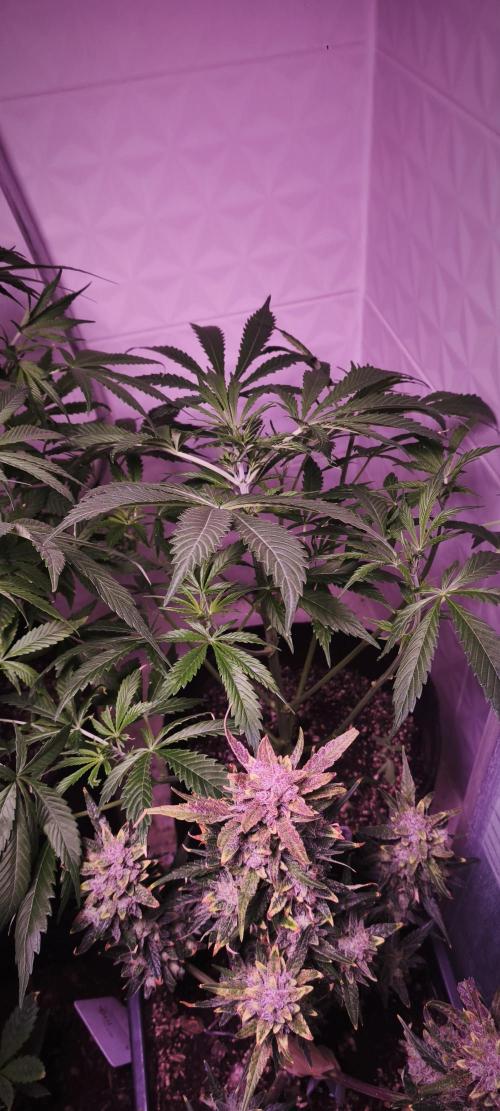 Exotics seed. Week 5 - Sir Jack autofloraison regarder moi ces feuilles 