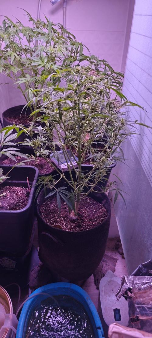 Exotics seed. Week 5