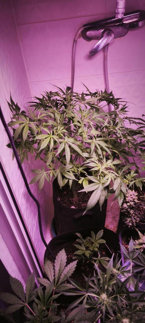 Exotics seed. Week 5