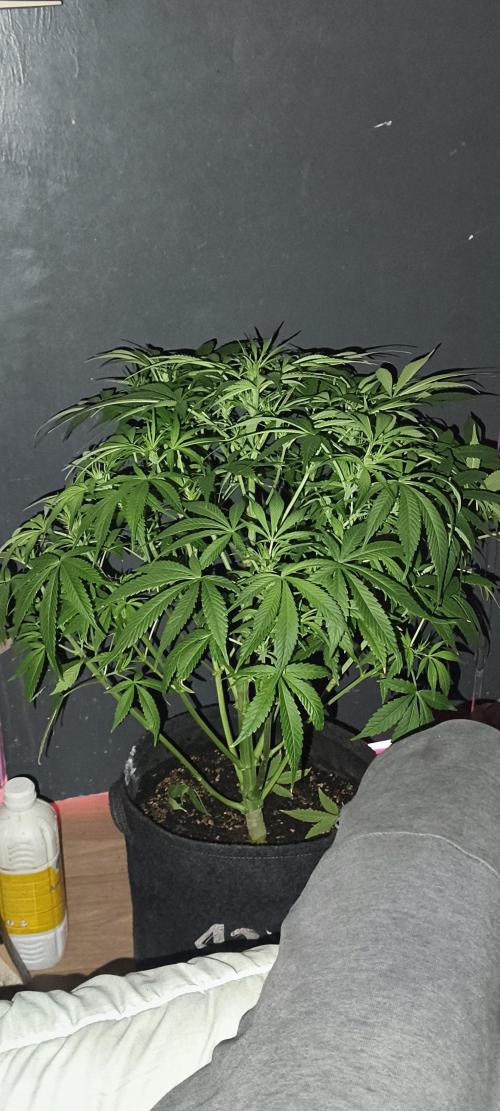 Exotics seed. Week 7 - Sir Jack autofloraison alors la c'est le départ de la floraison , énorme 