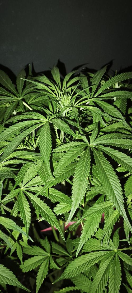 Exotics seed. Week 7 - Apex de la Sir Jack autofloraison 