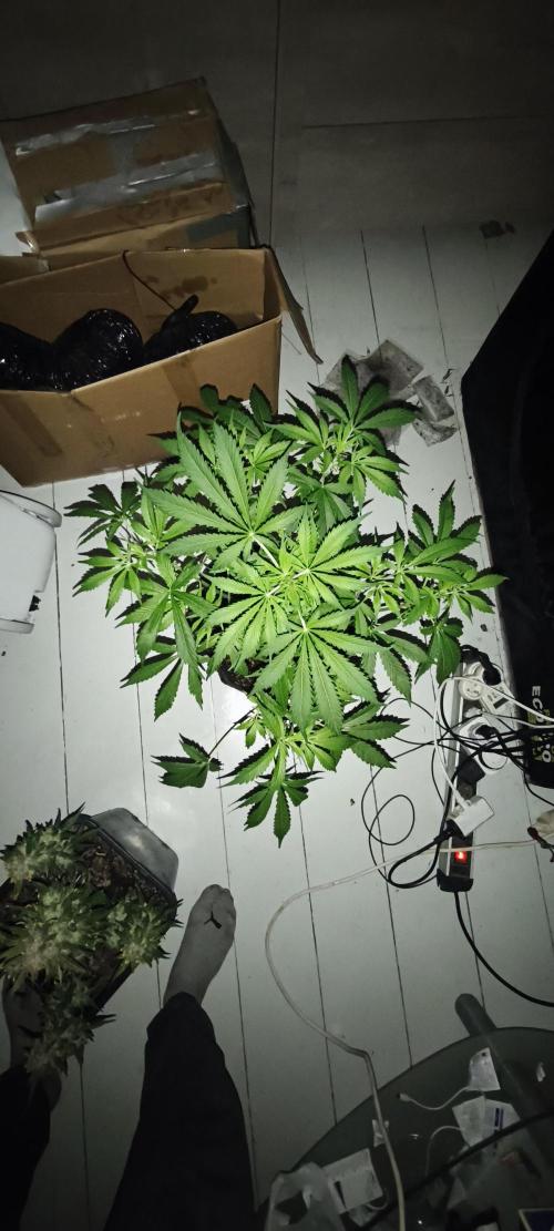 Exotics seed. Week 7 - Amnesia xxl autofloraison 