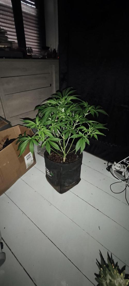 Exotics seed. Week 7 - Amnesia xxl autofloraison qui continue ça progression 