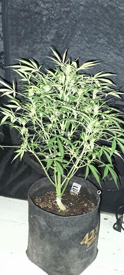 Exotics seed. Week 7 - 😋😋😋