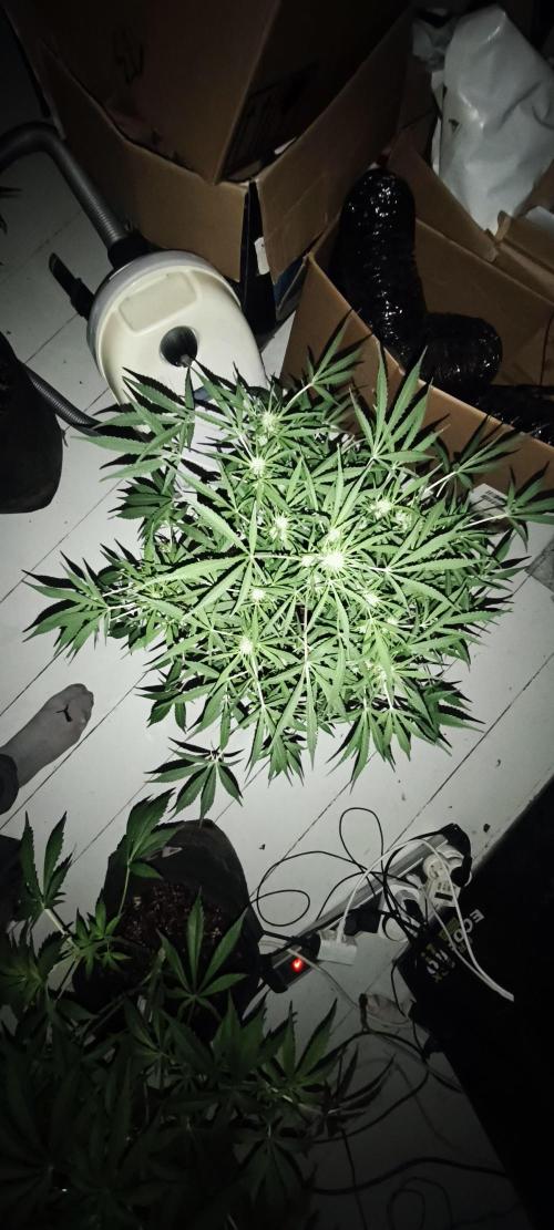 Exotics seed. Week 7 - 🤩🤩🤩