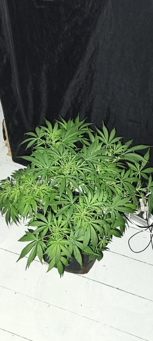 Exotics seed. Week 7 - 😳 WTF the beast 