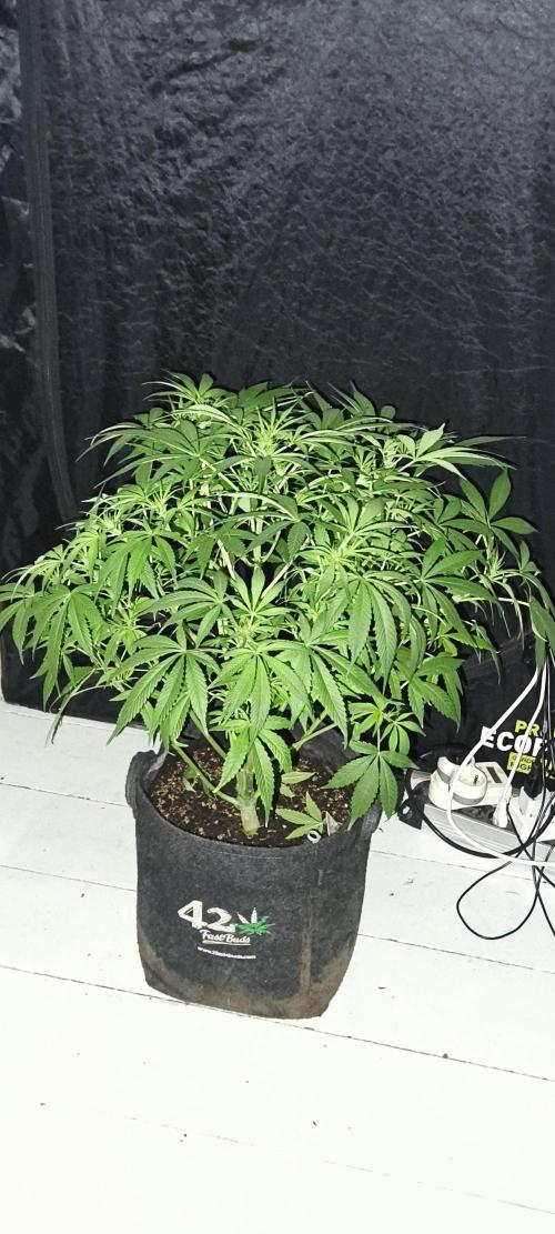 Exotics seed. Week 7 - Monster Jack 