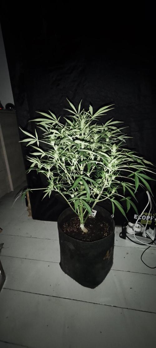 Exotics seed. Week 7 - Banana smash autofloraison 