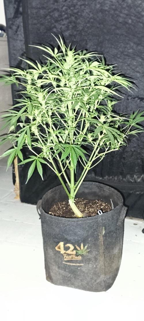 Exotics seed. Week 7 - Banana smash autofloraison 