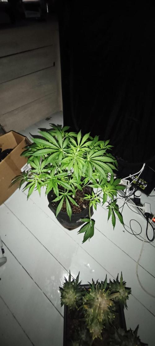 Exotics seed. Week 7 - Amnesia xxl autofloraison 