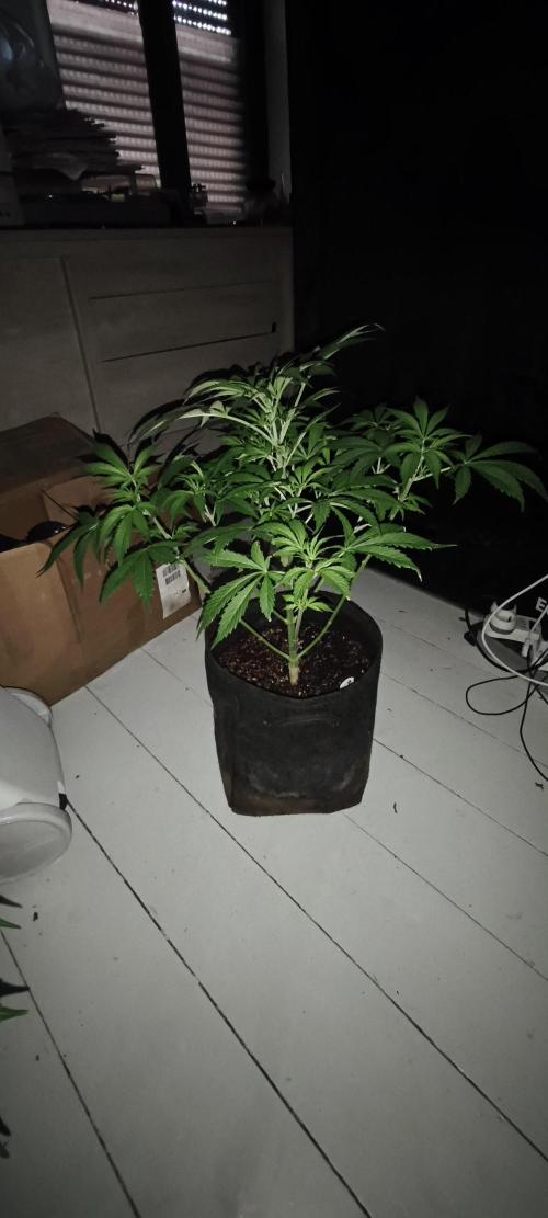 Exotics seed. Week 7 - Amnesia xxl autofloraison 