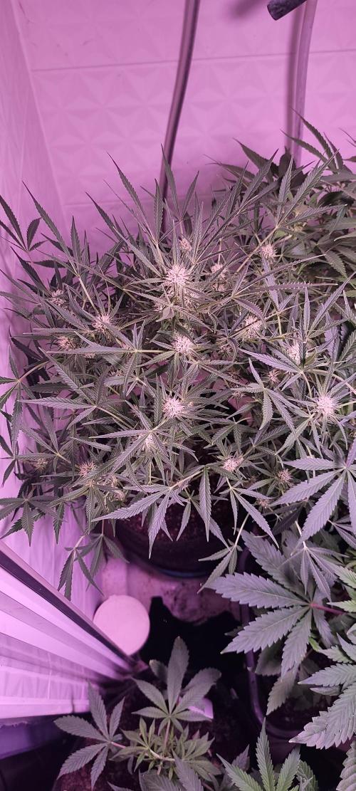 Exotics seed. Week 8 - Voilà les dernières photos actuellement en floraison banana smash 