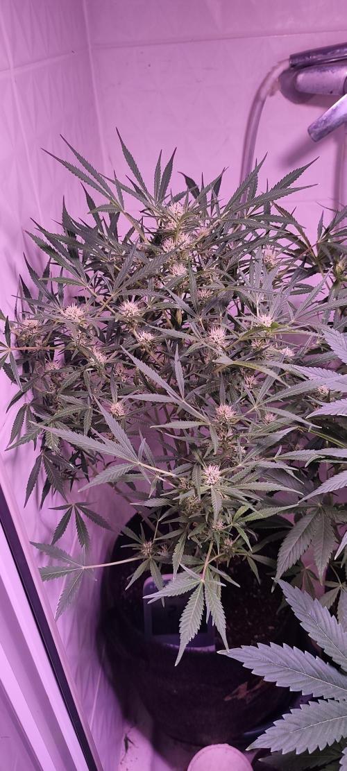 Exotics seed. Week 8 - Idem banana smash 