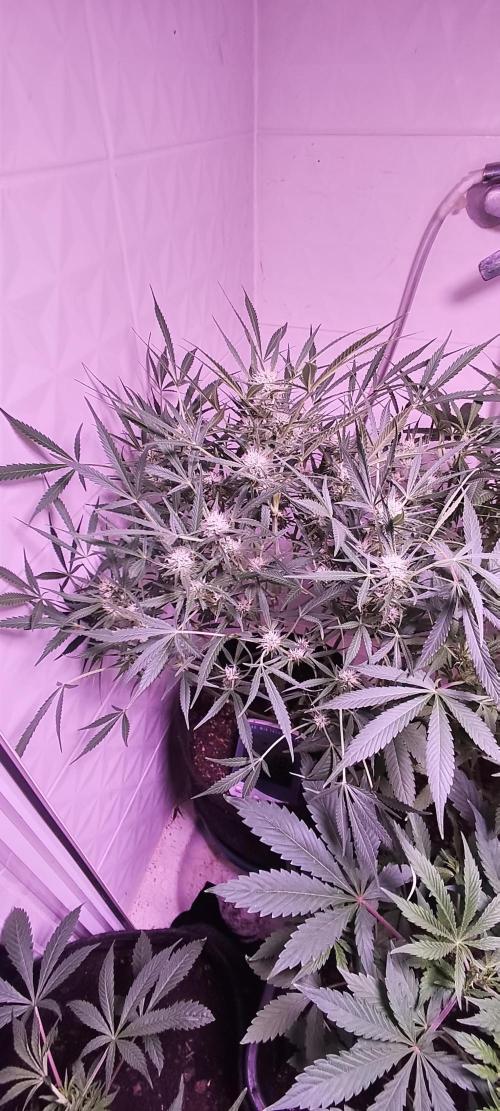 Exotics seed. Week 8 - 💚😍👌