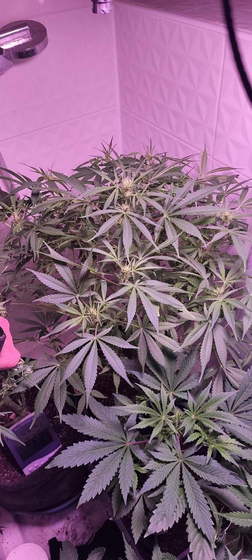 Exotics seed. Week 8 - Regardez cette Sir Jack impressionnante