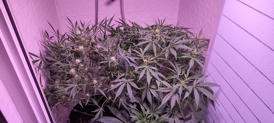 Exotics seed. Week 8 - Une boule je kiffe toutes les ramifications à la même tailles