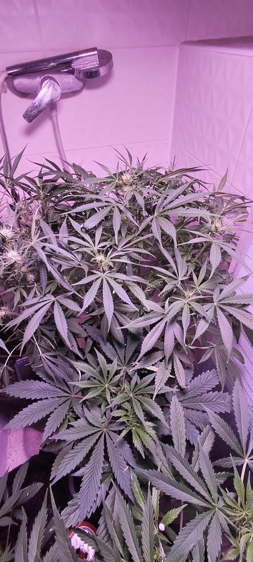 Exotics seed. Week 8 - Et la floraison est lancée 