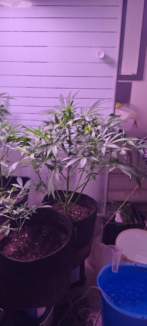 Exotics seed. Week 8 - L'amnesia xxl continue son stretch et son début de flo