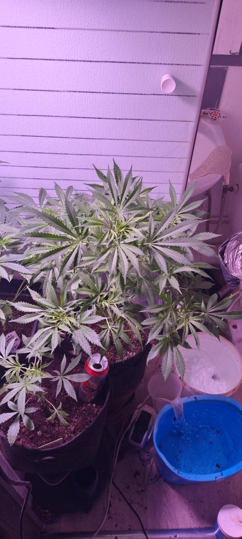 Exotics seed. Week 8 - Belle amnesia xxl 