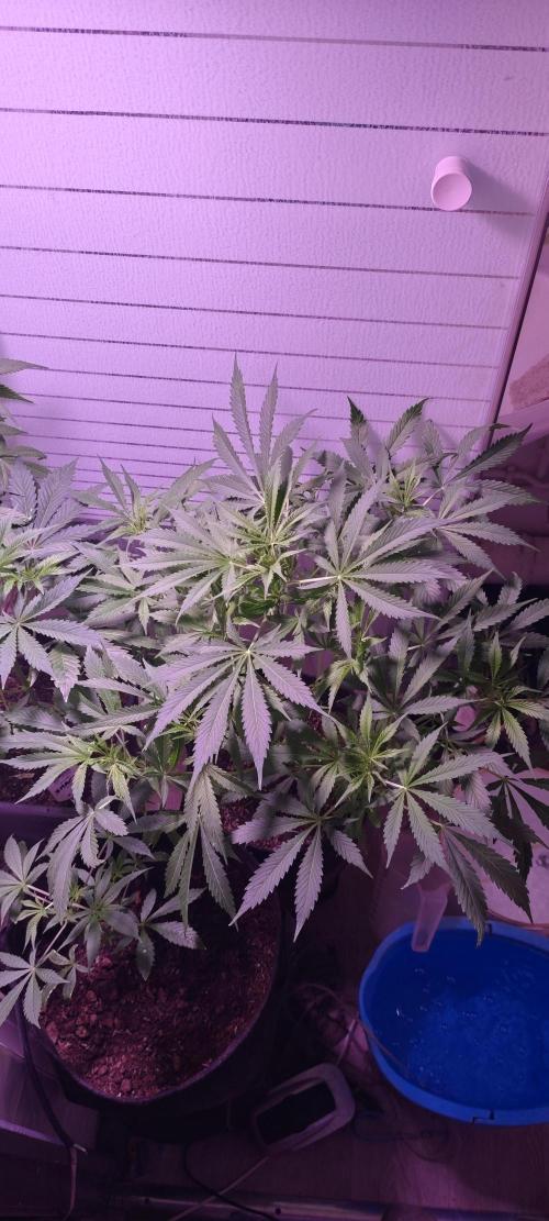 Exotics seed. Week 8 - Elle aussi a prise une belle taille 