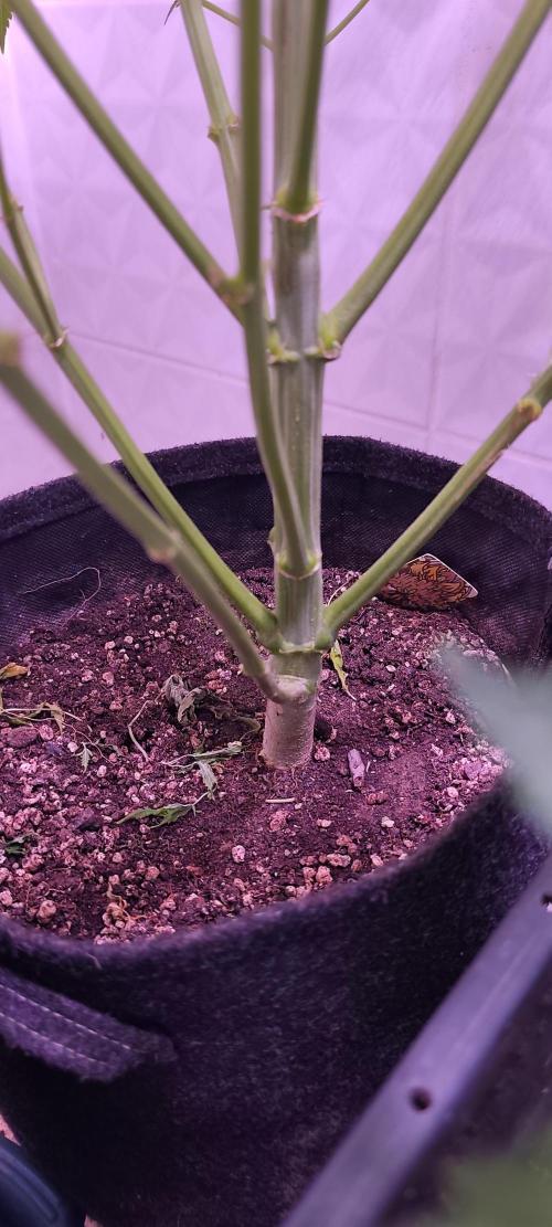 Exotics seed. Week 8 - Regardez ce tronc de Jacky 