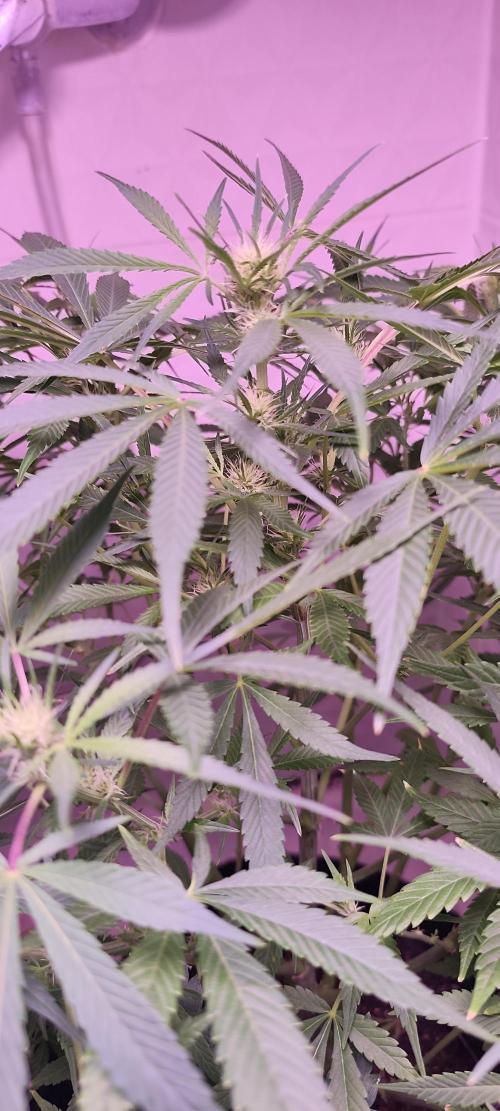 Exotics seed. Week 8 - Et c'est Massa 😍😍