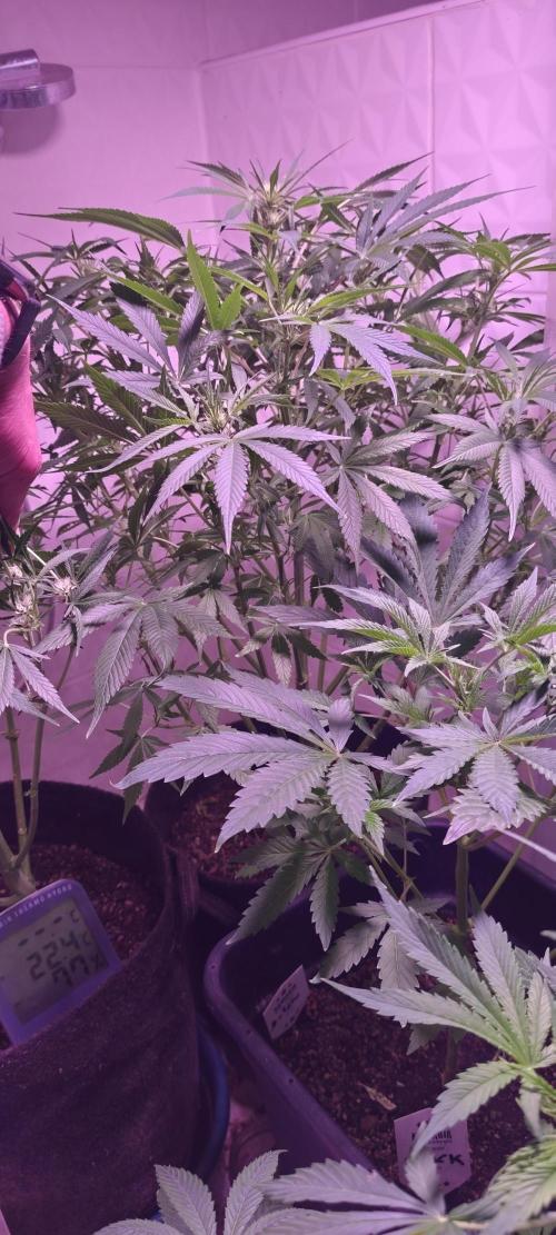 Exotics seed. Week 8 - Top 👍