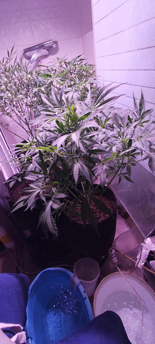 Exotics seed. Week 8 - C'est bien les salles de bain pour la culture 🤣🤣🤣