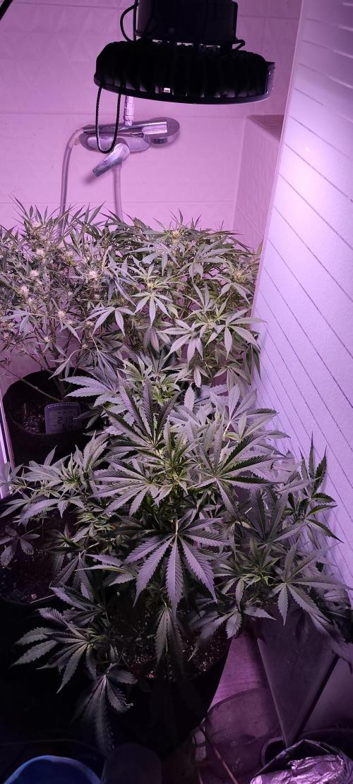 Exotics seed. Week 8 - Monster 