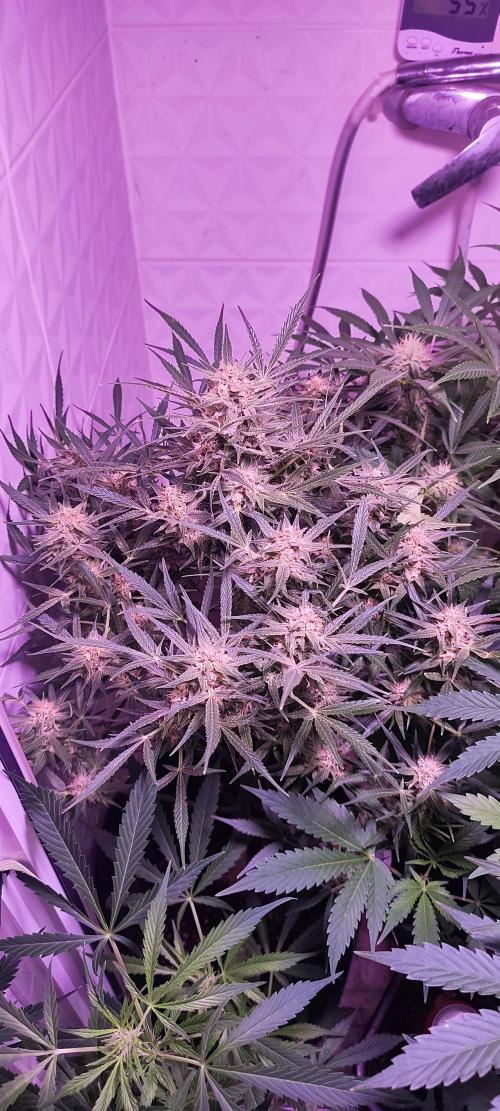 Exotics seed. Week 9 - Banana smash autoflower, une odeur a vous retourner le cerveau 