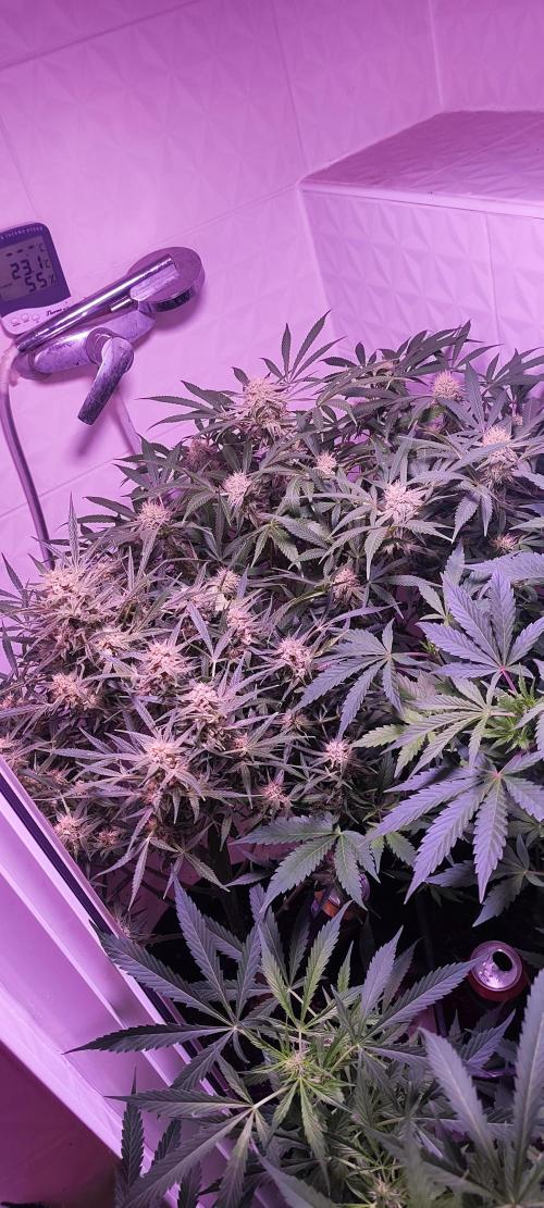 Exotics seed. Week 9