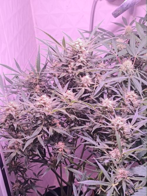 Exotics seed. Week 9