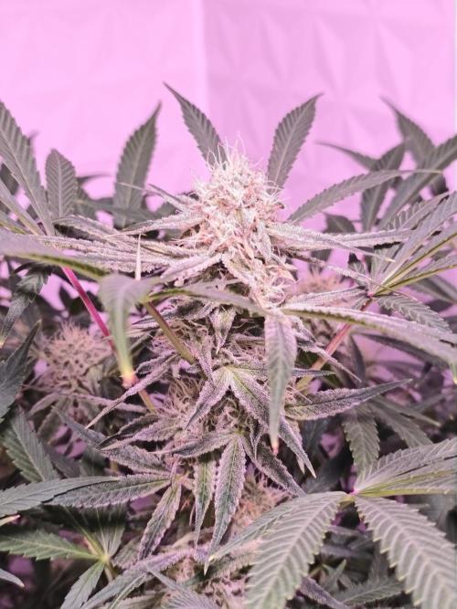 Exotics seed. Week 9 - Givrée, remplies de trichomes 