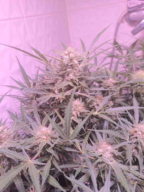 Exotics seed. Week 9