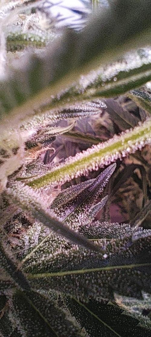 Exotics seed. Week 9 - Même les branches des feuilles sont chargées 