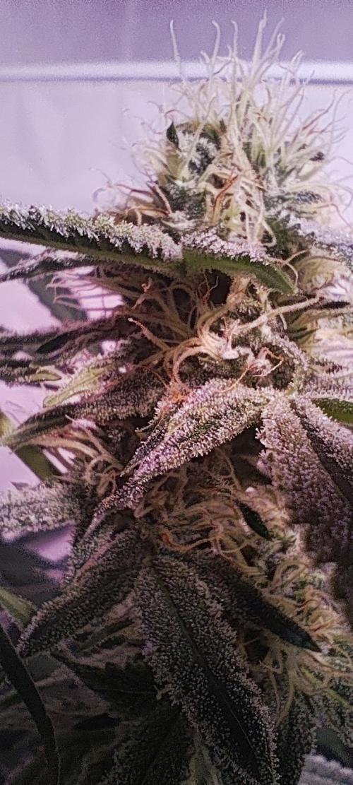 Exotics seed. Week 9