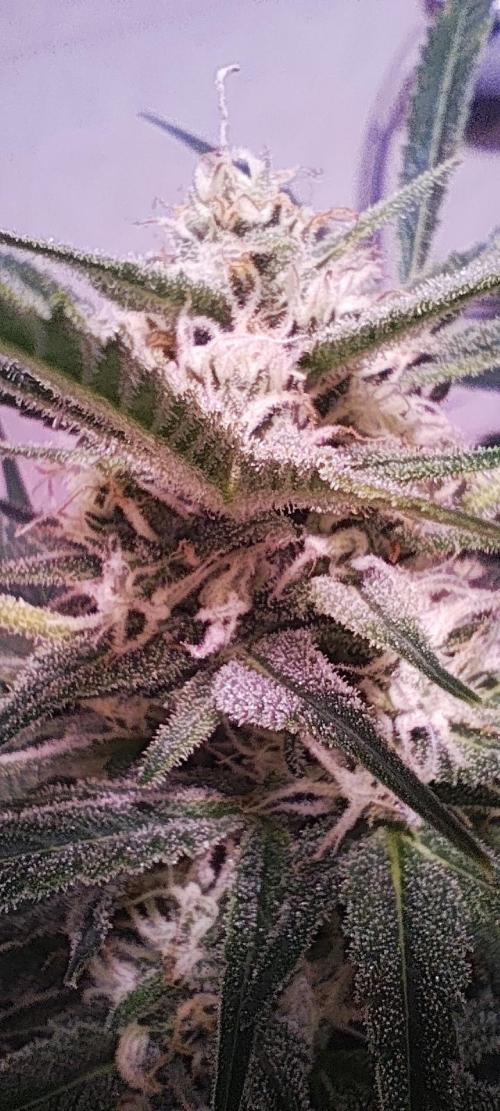 Exotics seed. Week 9