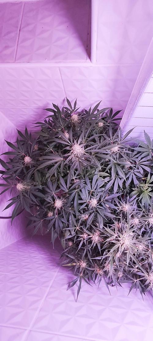 Exotics seed. Week 10 - C'est bien chargé tout ça , vraiment très content de ce pheno 