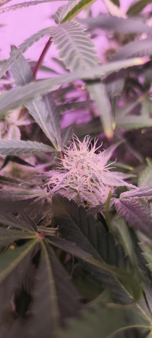 Exotics seed. Week 10 - 12 a 13 semaines depuis la graine donc 6 en croissance et stretch et 6 en flo 