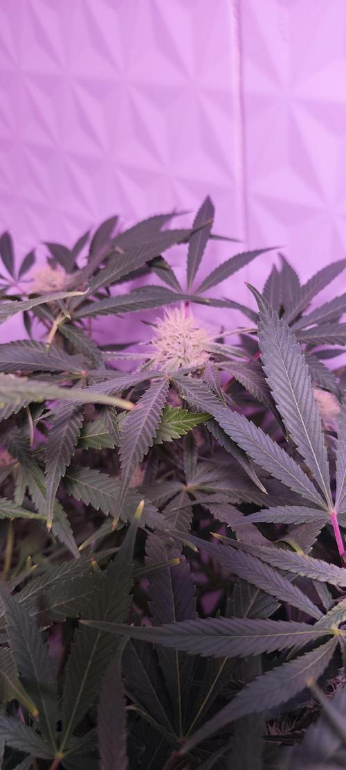 Exotics seed. Week 10 - J'adore quand les pistils il reste blanc jusqu'au moment de la maturation 